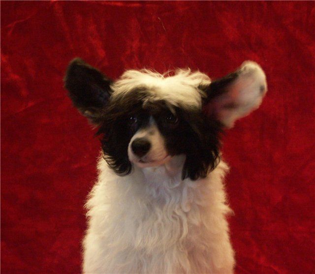 Zorro Antonio Banderas