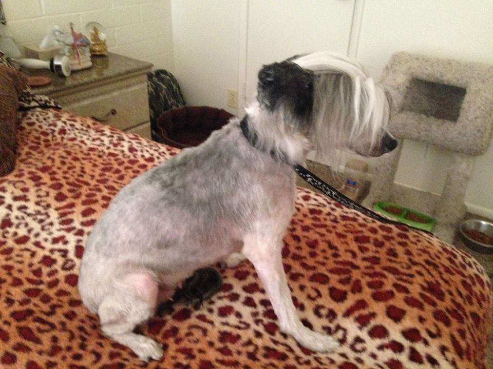 Smitty's Anna Bananna