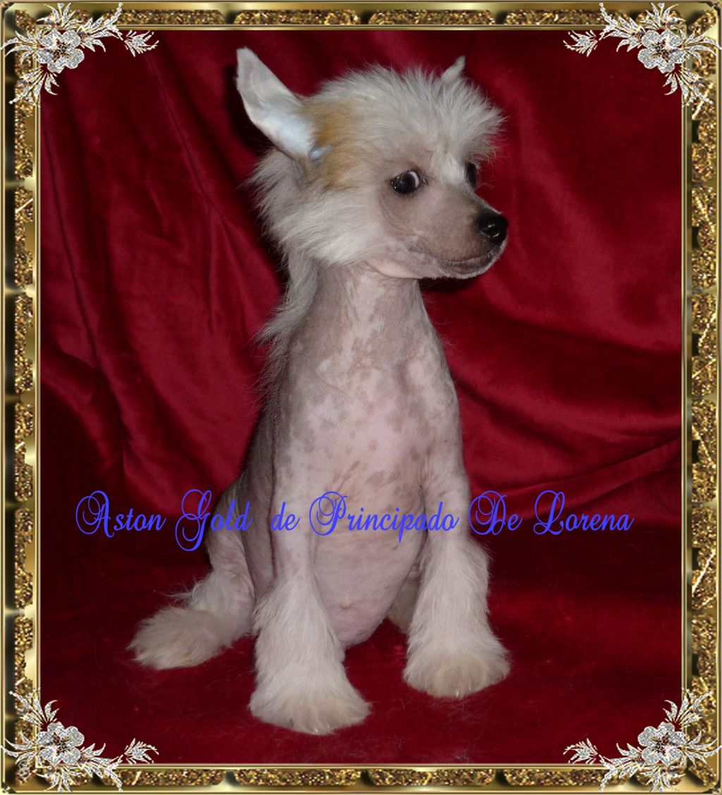 Aston Gold de Principado De Lorena