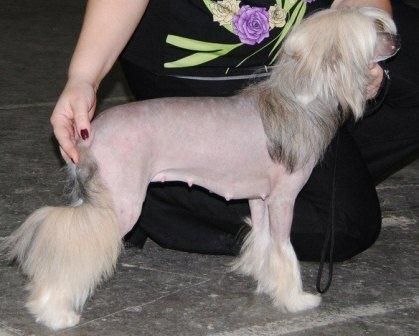 Domtotem Ukrotitelnicha Tigrov   