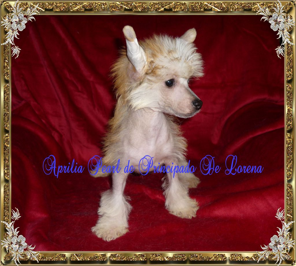 Aprilia Pearl De Principado De Lorena