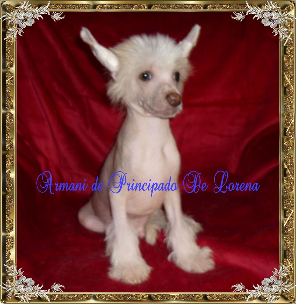 Armani De Principado De Lorena