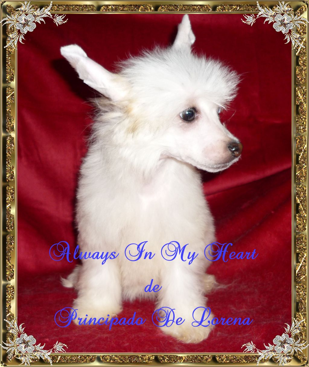 Always In My Heart De Principado De Lorena