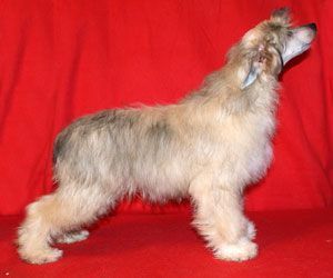 Alvine Band Rain Bow