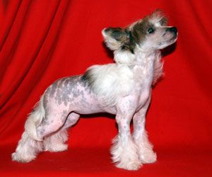 Alvine Band Spice Girl