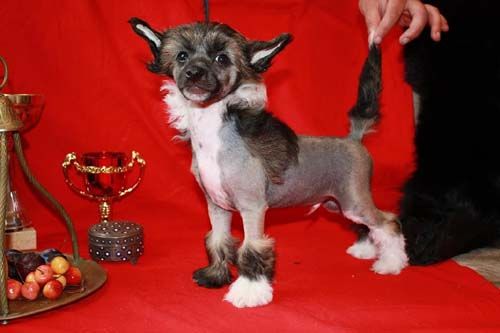 Alvine Band Noveltys