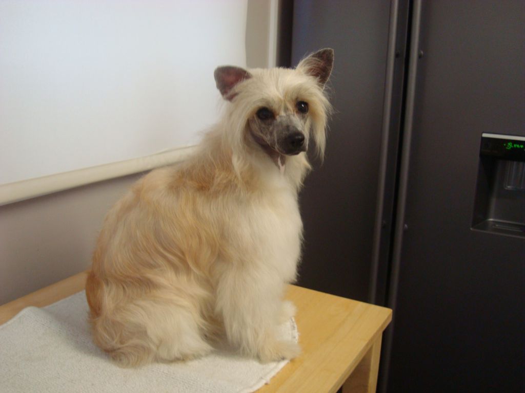 Ajatiaza's Foxy Lady of Zanjero