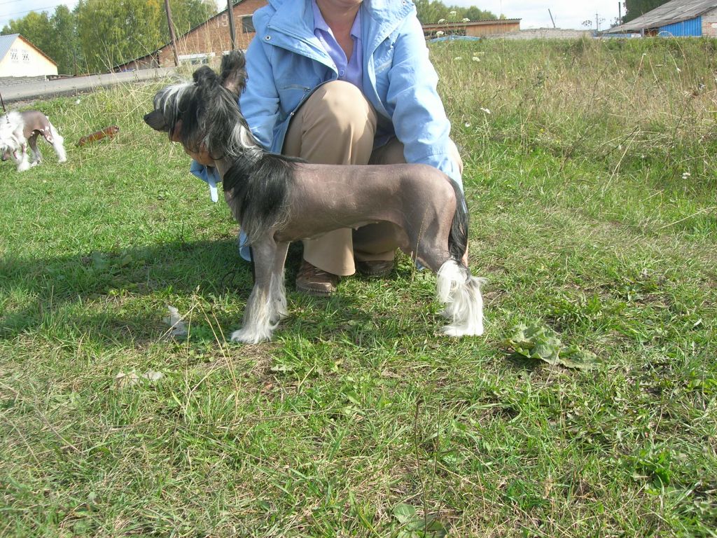 Fantastik Kashmir Idillij Krismas