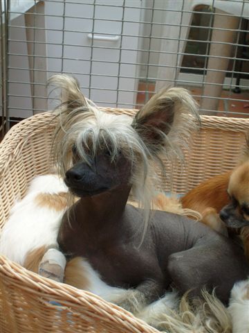 Dandy des Picholines