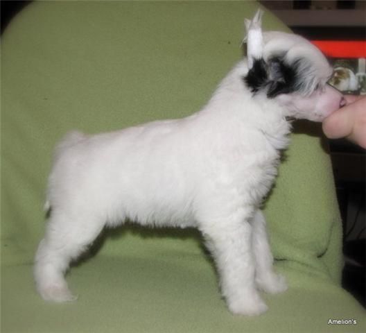 Amelion's Nevada Sunshine