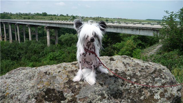 Krisol Star Of The East Molosos Gratzi