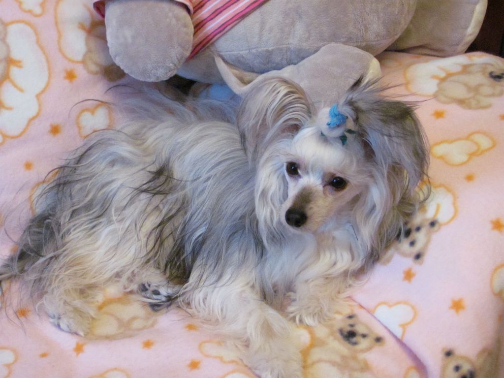 Sapphire Dark  Blue Shine