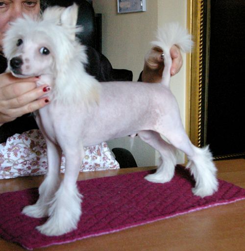 Oriental Jokes Easy Love