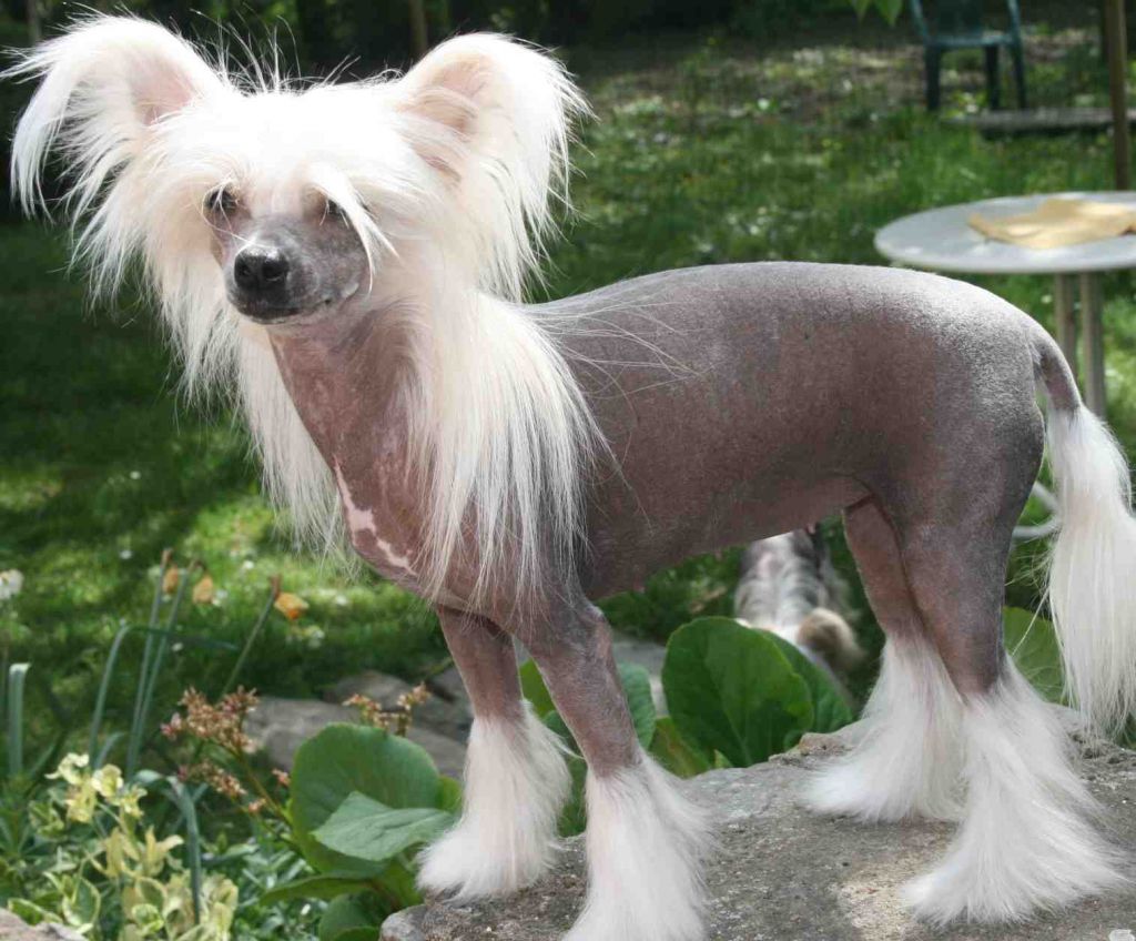 Oriental Jokes East Coast