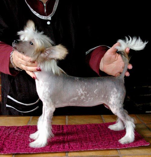 Oriental Jokes El Angel