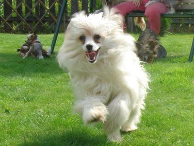 Sasquehanna Charovna Dame 