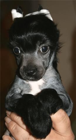 Cassius