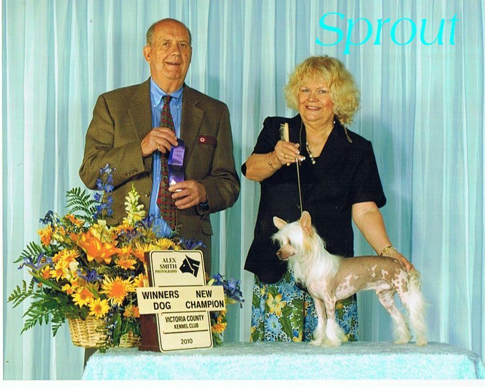 Pixietail Little Green Giant