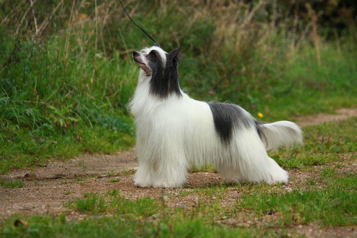 TRAWKA Next Germanika