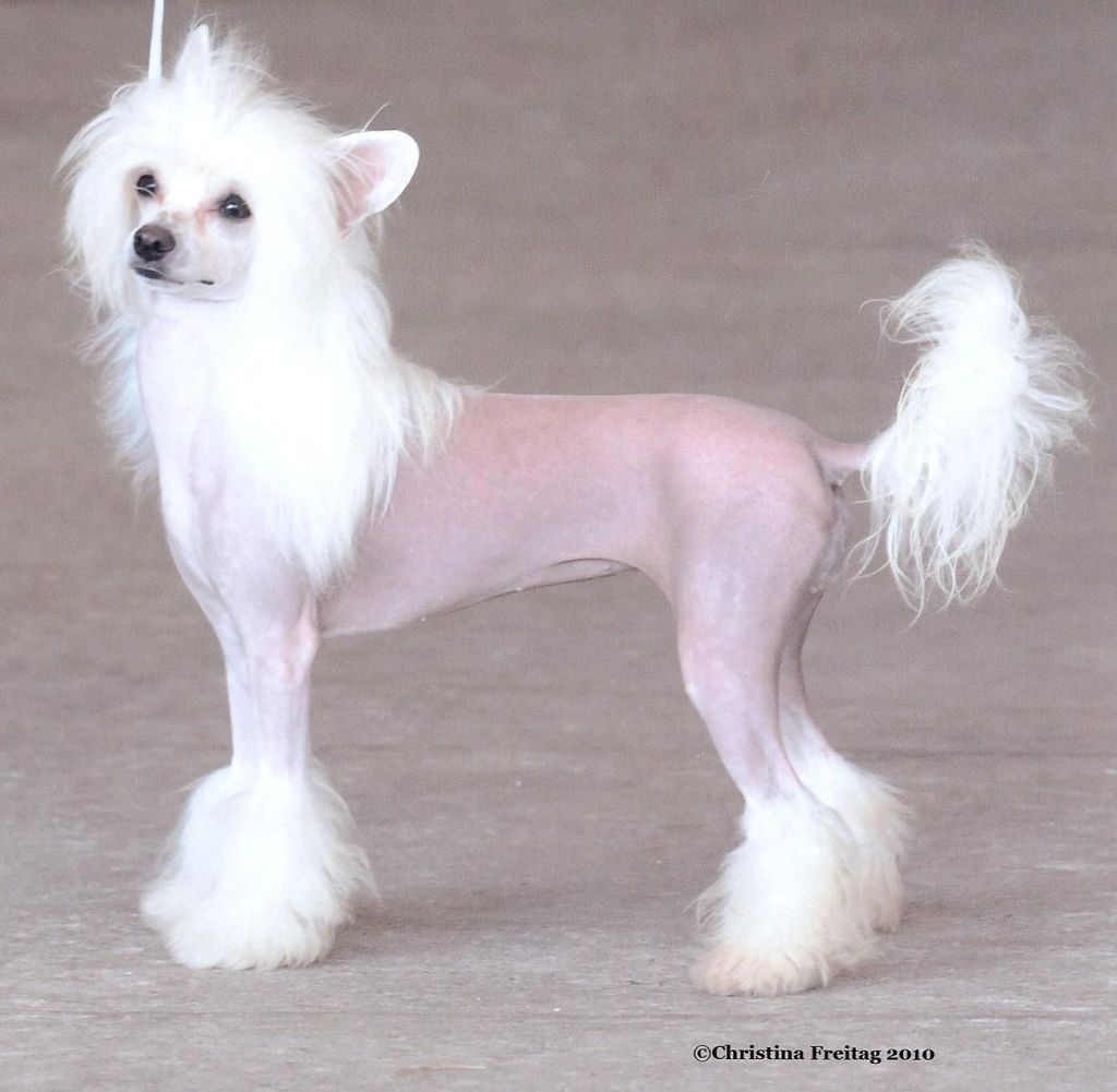 Creekside's Fancipantz