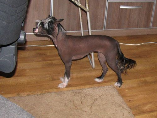 Azalija Vah-Gu Pont Evksinskiy