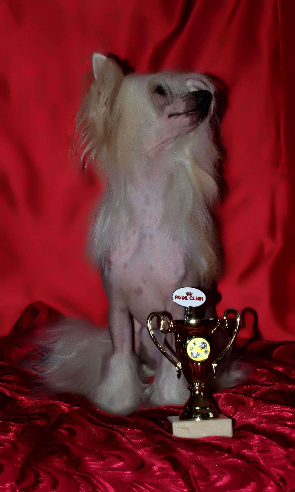 Polar Shane Bacarrdi