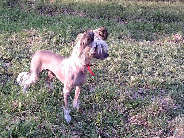 Zhosten Triumf s Gostinogo Dvora