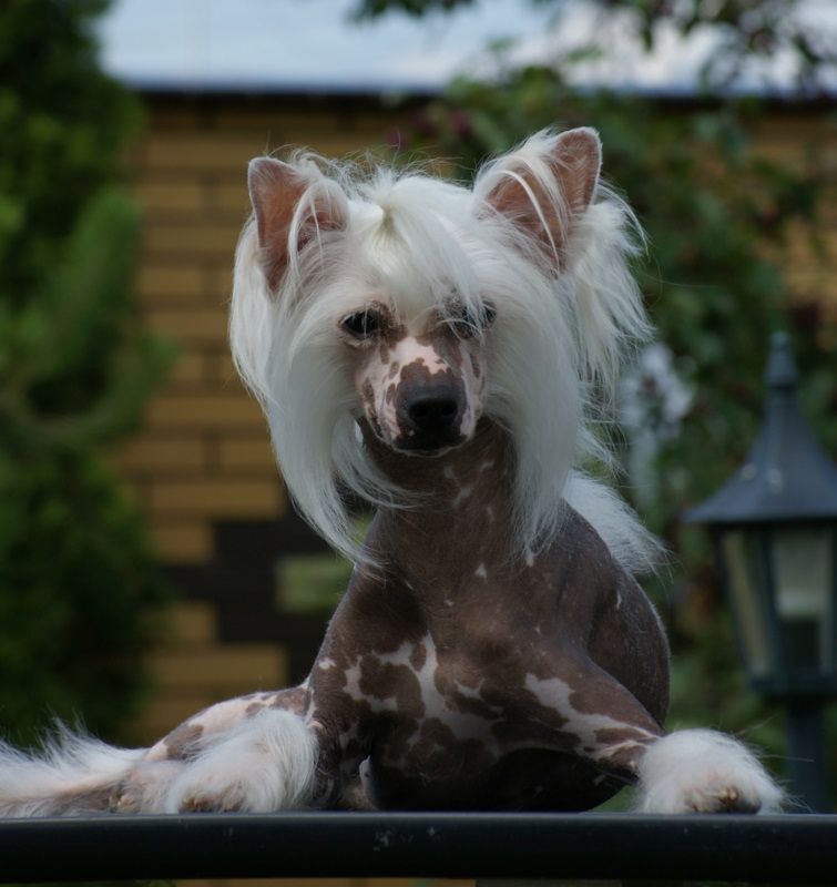 MORGAN od Zbojnika Ondraszka