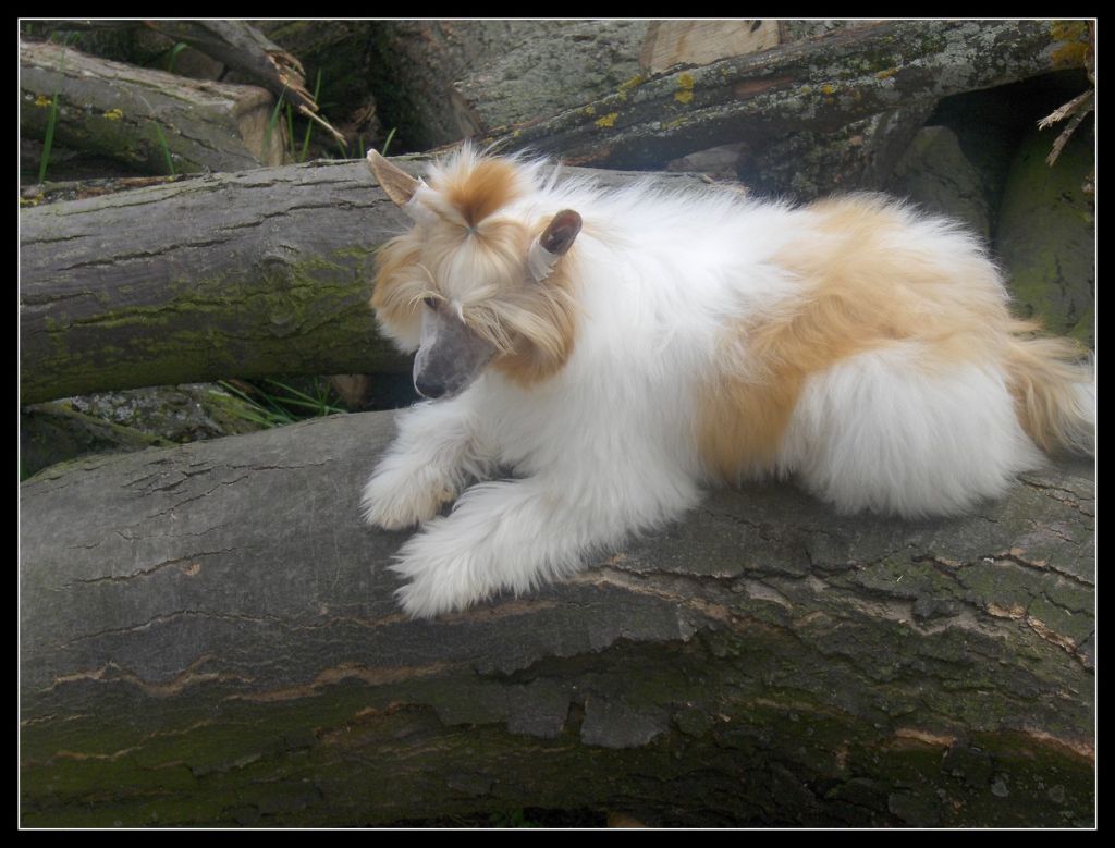 MAJA od Zbojnika Ondraszka