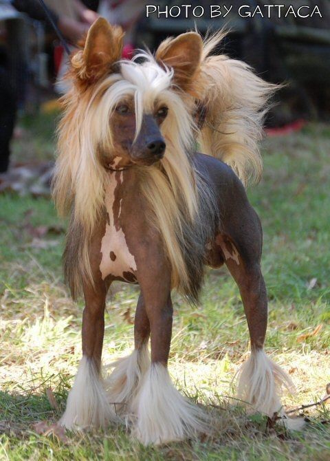 Diamond Jack z Perlového údolí