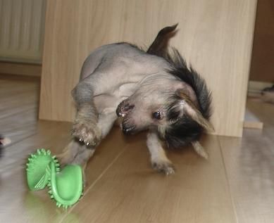 First In Line of Angel's Legacy