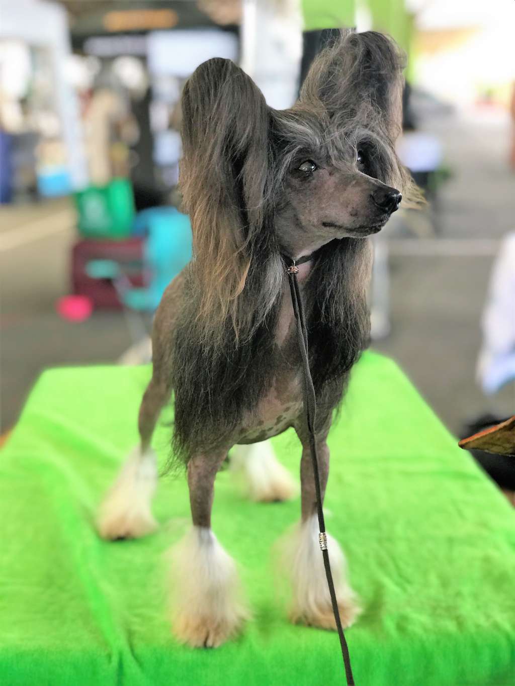 GCh. Cinondra's Gemstone Heavy Metal Thunder