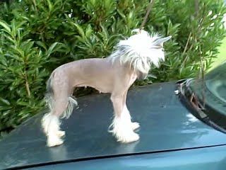 Cinondra's True Nature's Child