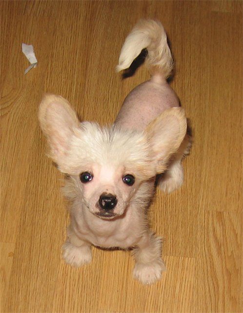 Apriori Vip Show Must Go On