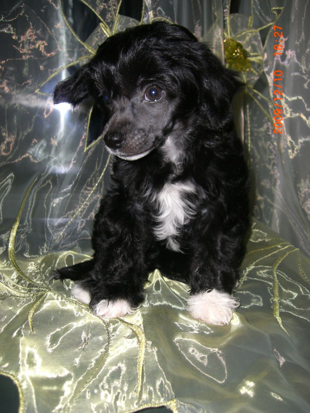 Esmiralda Emili Jangoljatko