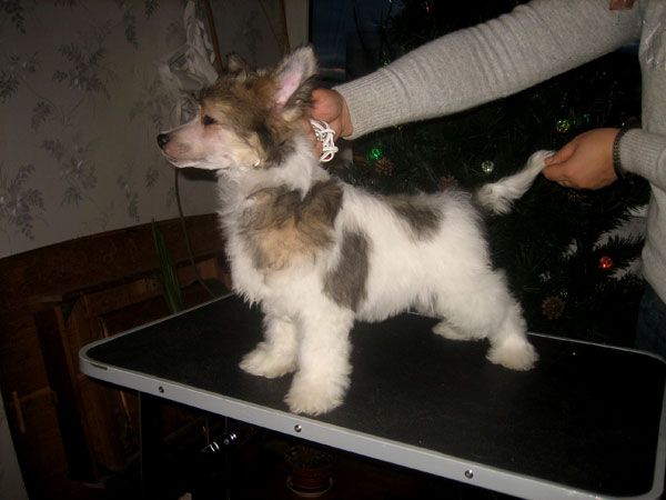 King Lion Heart La Vendjes