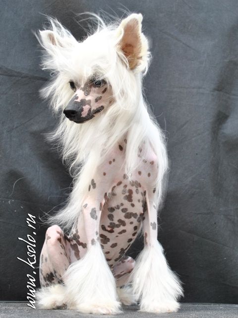 Velichistvo Ksolo Club Iz Zelenoy Roshi