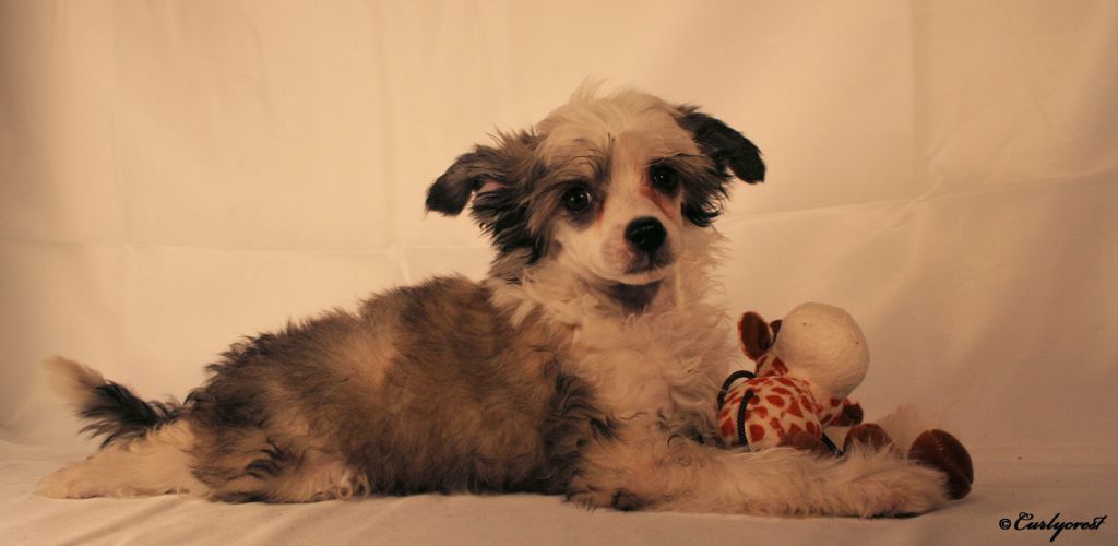 Poulot's Can't Keep Him Here