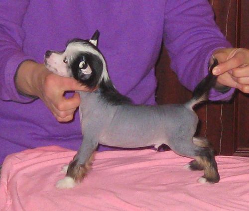 Angel O' Check Orfey.