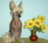 Tsvetok Ljubvi Lach Barbariska