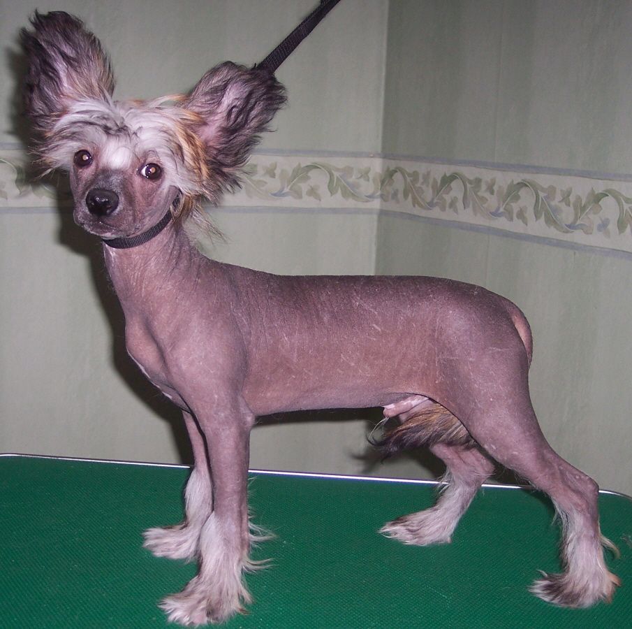 Müslis Svarte Petter