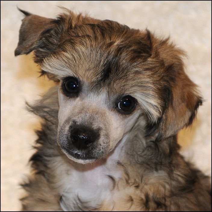 Sunstreaker Fawlty Towers