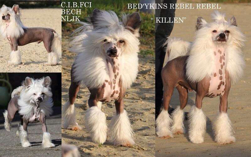 Bed'ykins Rebel Rebel