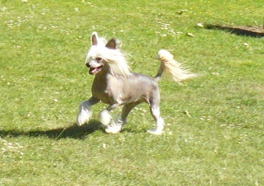 I' M A Vahinée Top Model De Rama