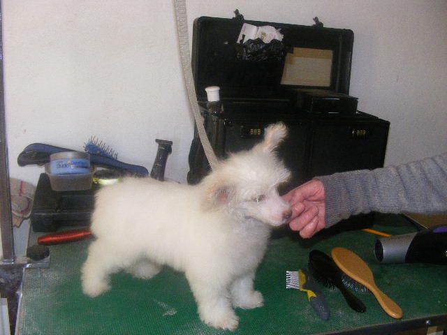 Cazianik Polar Bear