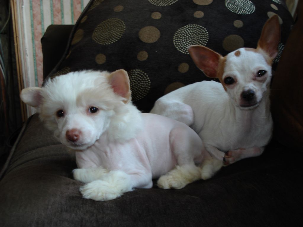 Cazianik Twinkle Star