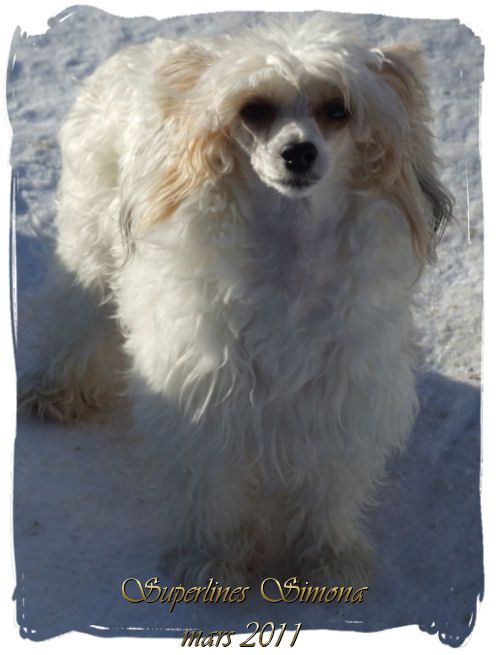 Superlines Simona Sang