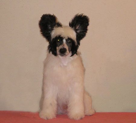 Silver Tauer Magnate