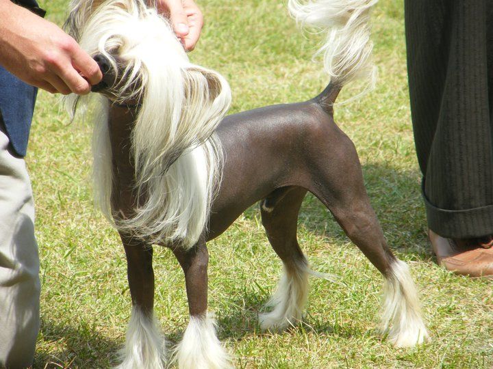 Flagstones Chinese Pony At Vanitonia