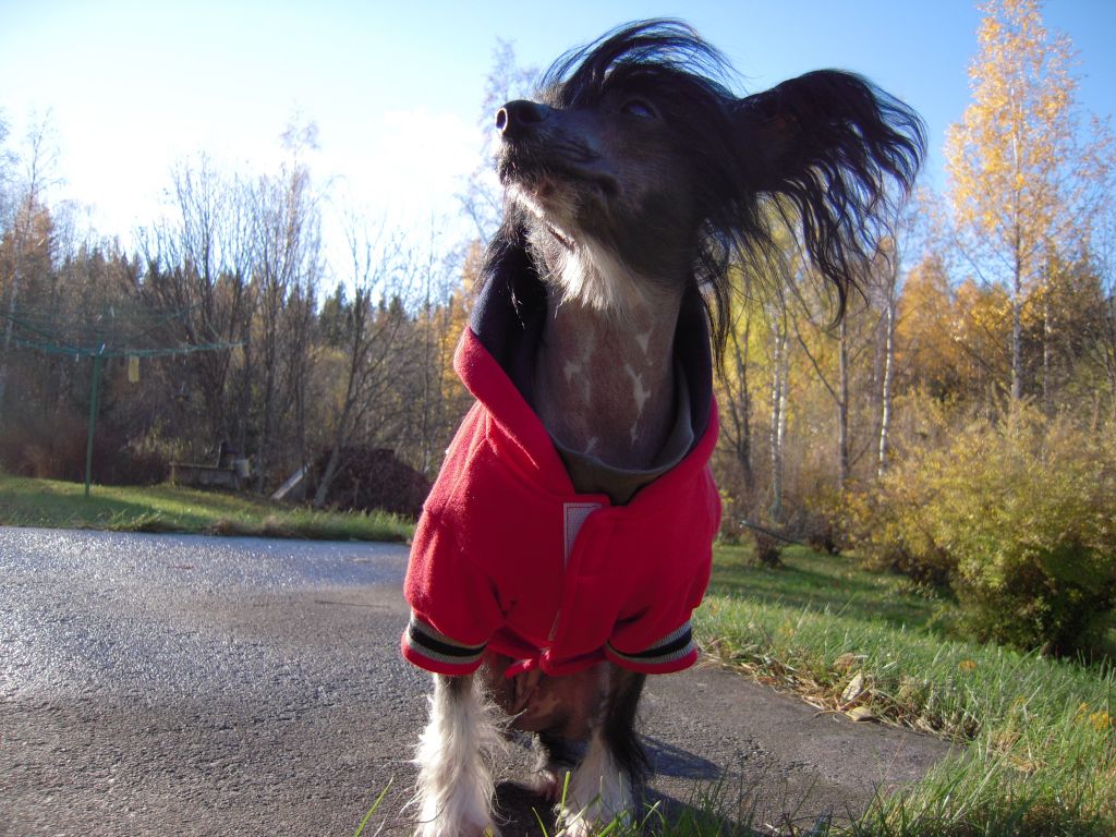 Sparrishoop Charming Crystal